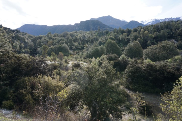 Picture of small brush forest from a plateau.